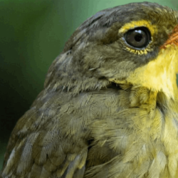 بعد انقراضه لـ24 سنة... نوع نادر من الطيور يعاود الظهور في مدغشقر