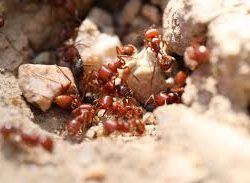 250 دولارا للنملة.. لماذا أصبح "الحاصد الإفريقي" كنزا للمهربين؟