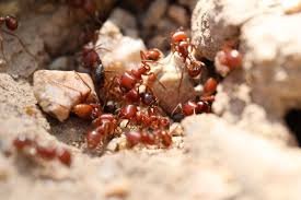 250 دولارا للنملة.. لماذا أصبح “الحاصد الإفريقي” كنزا للمهربين؟ 250 دولارا للنملة.. لماذا أصبح “الحاصد الإفريقي” كنزا للمهربين؟