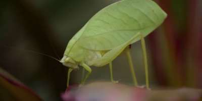 هذه الحشرة تغير لونها بالكامل خلال نحو أسبوعين (جامعة سينت أندروز)